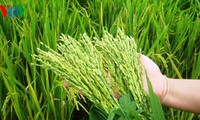 太平省发展农业经济