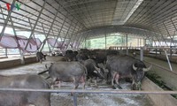 安沛省最大的无公害农业模式