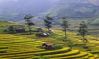 Harvest time in Mu Cang Chai