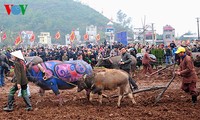 The Tich Dien New Year plowing festival opens 