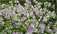 Intriguing white banhinia flower festival
