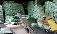 Vietnam contributes 14,000 tons of rice to ASEAN+3 rice reserve annually