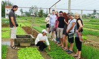Doing farm work in rural Hoi An 