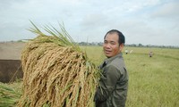 Bac Ninh rezones fields and boosts mechanization in agricultural production 