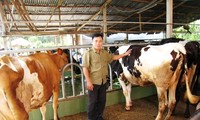 Raising dairy cows helps Cu Chi farmers prosper 