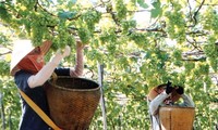 Grape growing contributes to sustainable development in Ninh Thuan