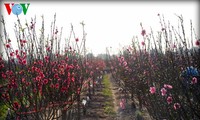 Peach trees in full bloom for Tet