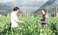 High-tech application boosts agricultural production at Langbiang 
