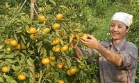 Dung Phong prioritizes orange growing to boost new rural development