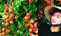 Vietnam exports 1st batch of litchi to US in May