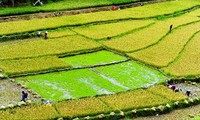 Rice terraces in Quang Nam in harvest