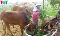 Sustainable livestock farming in Ninh Thuan 