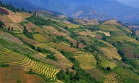 Terraced paddy fields in Chieng An