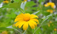 Wild sunflowers brighten Ba Vi National Park