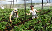 Tours of high-tech agriculture in Da Lat