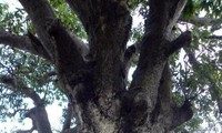 Ancient banyan in Binh Dinh named Heritage Tree 