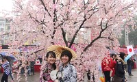 Japanese cherry trees planted in Hanoi