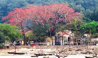 Red silk cotton trees in full bloom in Do Son 