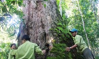 A population of perennial fokienia trees in Quang Nam recognized as heritage trees
