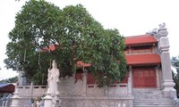 Cuong Xa- a hundred year-old pagoda in Hai Duong