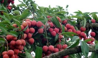 Vietnam exports 1 tons of lychees to the US 