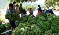 Banana plantation helps Huoi Luong farmers in Lai Chau escape poverty 