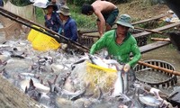 Vietnam to earn 1.6 billion USD from tra fish exports