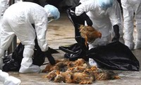 Vietnam takes action against bird flu