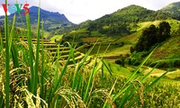 Terraced rice fields in Mu Cang Chai