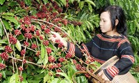 Ensuring sustainable growth of Vietnamese coffee