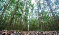 Forest protection and afforestation