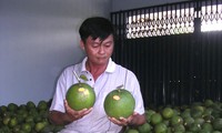 Ben Tre’s pomelo earns geographical indication
