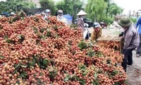 Localities promote litchi trading