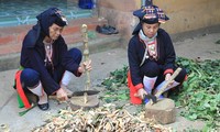Medicinal herbs of the Dao people