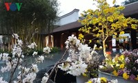 Cherry blossom, yellow ochna flower festival brightens Yen Tu mountain