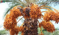 Biggest date palm garden in the Vietnam’s southwestern region