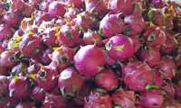10 tons of red-flesh dragon fruit exported to Russia
