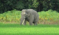 Vietnam protects elephants