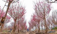 Flower villages in full swing ahead of Lunar New Year 