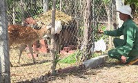 Spotted deer farming lucrative in Gia Lai province