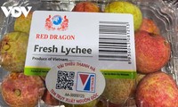 Thanh Ha lychees now available on Lazada