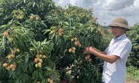 Central Highlanders earn a good profit from growing lychees in impoverished soil