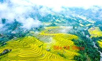 Festival of Hoang Su Phi terraced rice fields to open in September
