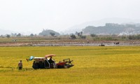 Farmers enjoy a bumper harvest in Dak Lak province