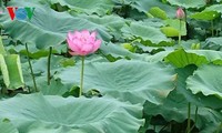 Lotus blossoms in Hanoi lakes