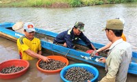 Blood cockle farming gives Ca Mau locals a new life
