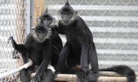 First Delacour's langur baby born in Trang An complex