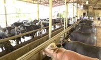 Forest economy combined with cattle farming helps farmers in Yen Bai get rich