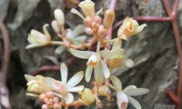 Rare leafless orchid discovered in Quang Tri