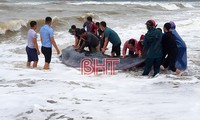 Ha Tinh fishermen save 2-ton whale
